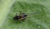 Dysaphis plantaginea